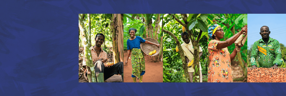 Collage of five cocoa farmers harvesting and handling cacao pods and beans, displayed on a textured blue background.