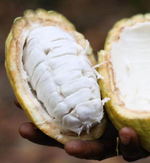 cocoa pod cut open